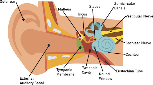 Ear anatomy diagram showing the outer ear, external auditory canal, tympanic membrane, tympanic cavity, malleus, incus, stapes, round window, semicircular canals, vestibular nerve, cochlear nerve, cochlea and eustachian tube.