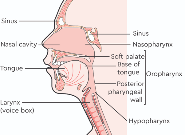 This image is a diagram of the head and neck. It shows different parts of the head and neck which can be affected by cancer including the: sinus, nasal cavity, larynx (voice box), nasopharynx, hypopharynx and oropharynx. This image was produced by Macmillan Cancer Support and is reused with permission.